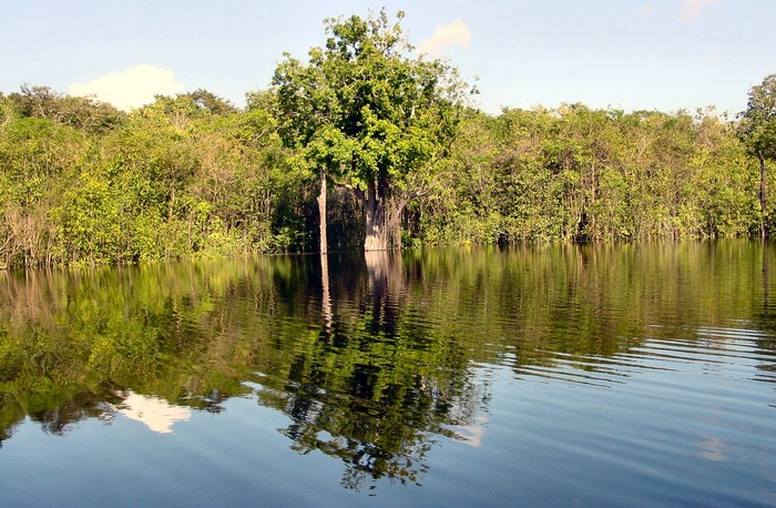 DSC01703AmazonasHerligeGroennfarger.JPG