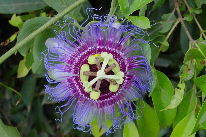 DSC02122Pantanal1Pasjonsblomst.JPG