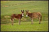 DSC08869JeriEselfamilie.JPG