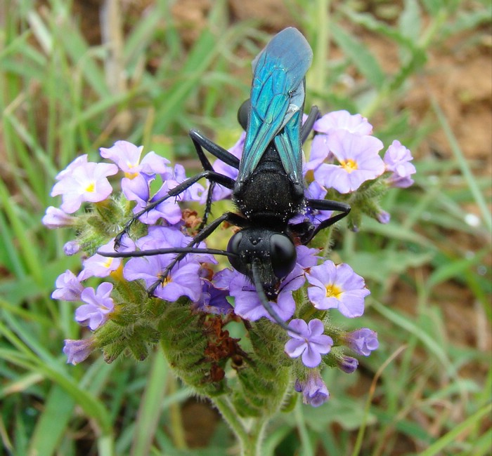 DSC09616AmfiSphexDiggerWasp.JPG