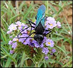 DSC09616AmfiSphexDiggerWasp.JPG