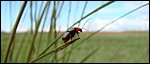 DSC09718AmfiTingSkjer.JPG