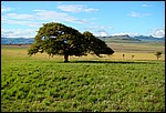 DSC09735AmfiBigTree.JPG