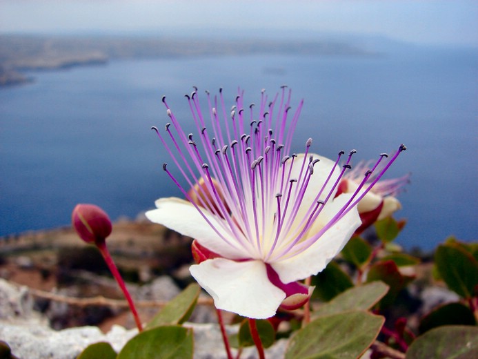 080DSC00370MarfaKlippeblomst.JPG