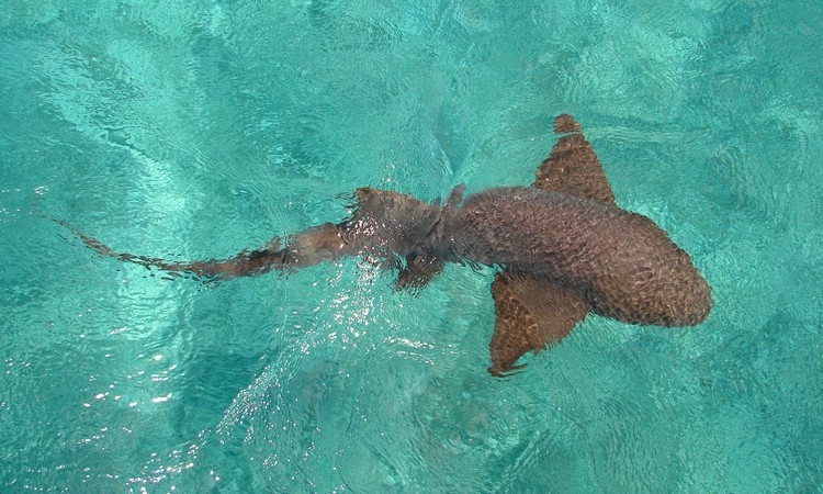 DSC06029CayeCaulkerNurseShark.JPG