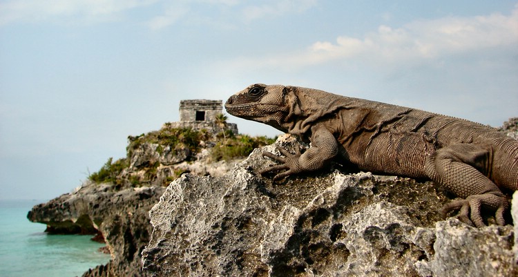 DSC06364TulumMeksikanskGodzilla.JPG