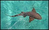 DSC06029CayeCaulkerNurseShark.JPG