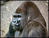 DSC06734MexicoCitySkikkeligSilverback.JPG