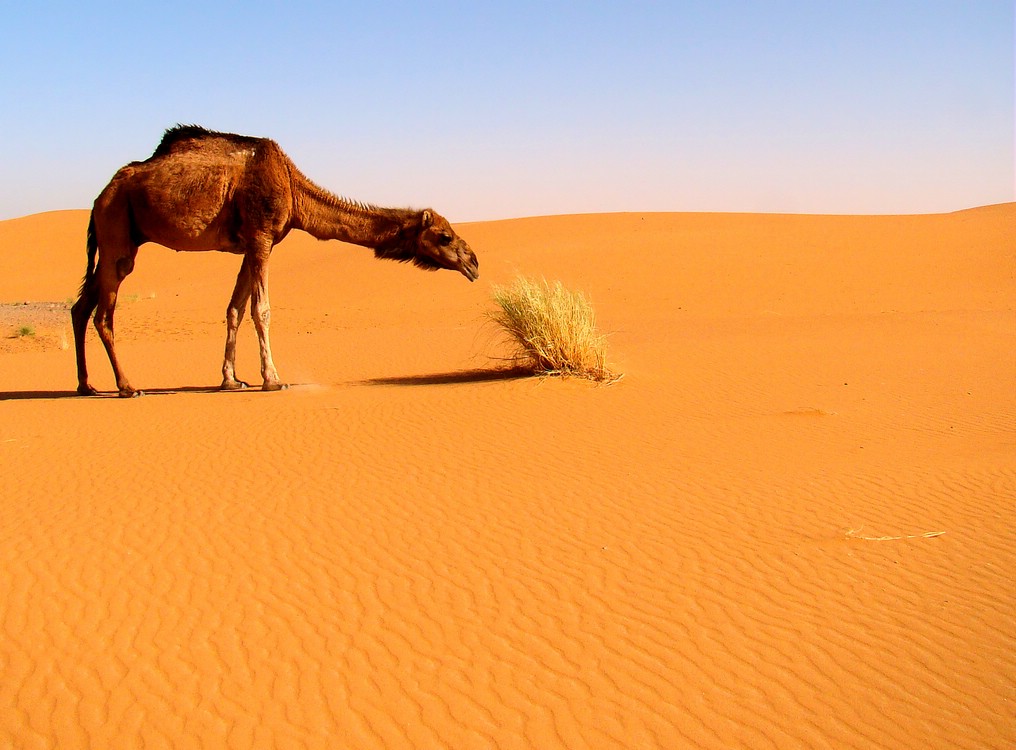 DSC06603MerzougaSultenDromedar.JPG