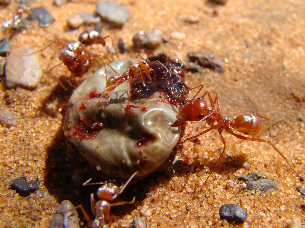 DSC06674MerzougaMauremaaltid.JPG