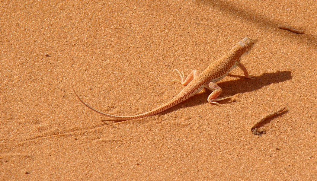 DSC07069MerzougaTaaloefting.JPG