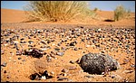 DSC06675MerzougaMaurentre.JPG