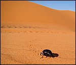 DSC06849MerzougaBillePaaLangtur.JPG