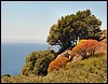 DSC01263SardiniaFargerIBuskaset.JPG