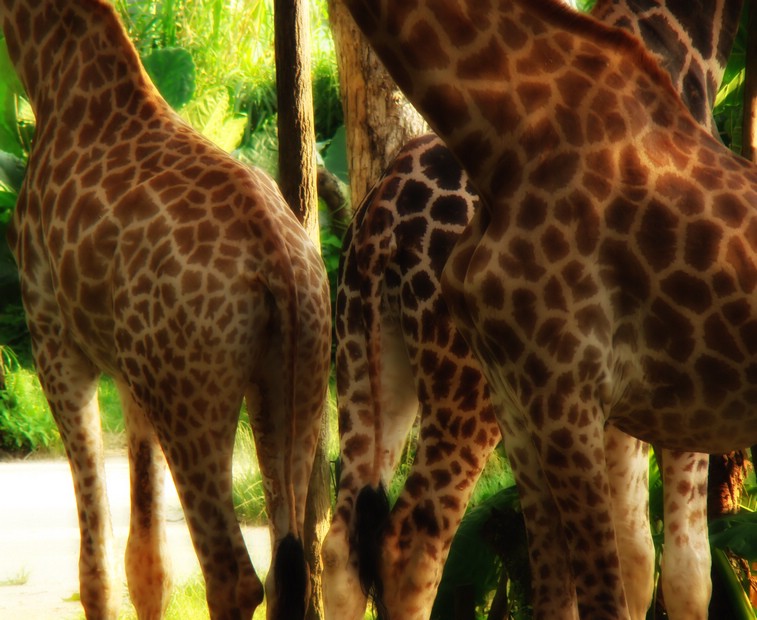 DSC02771SingaporeZooGiraffer.JPG