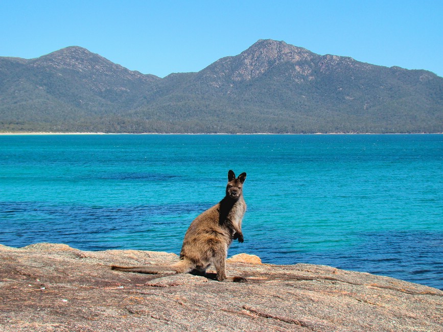 DSC07584FreycinetWhatMeWorry.JPG