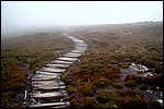 DSC07873CradleMountainPathToNowhere.JPG