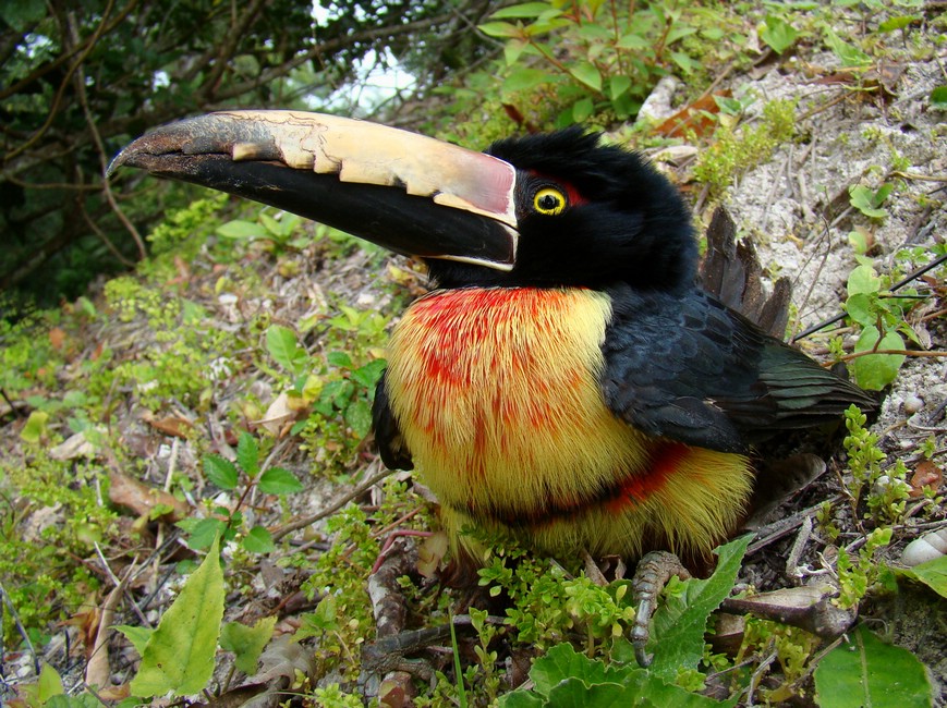 DSC03326TikalToucanenHarLandet.JPG