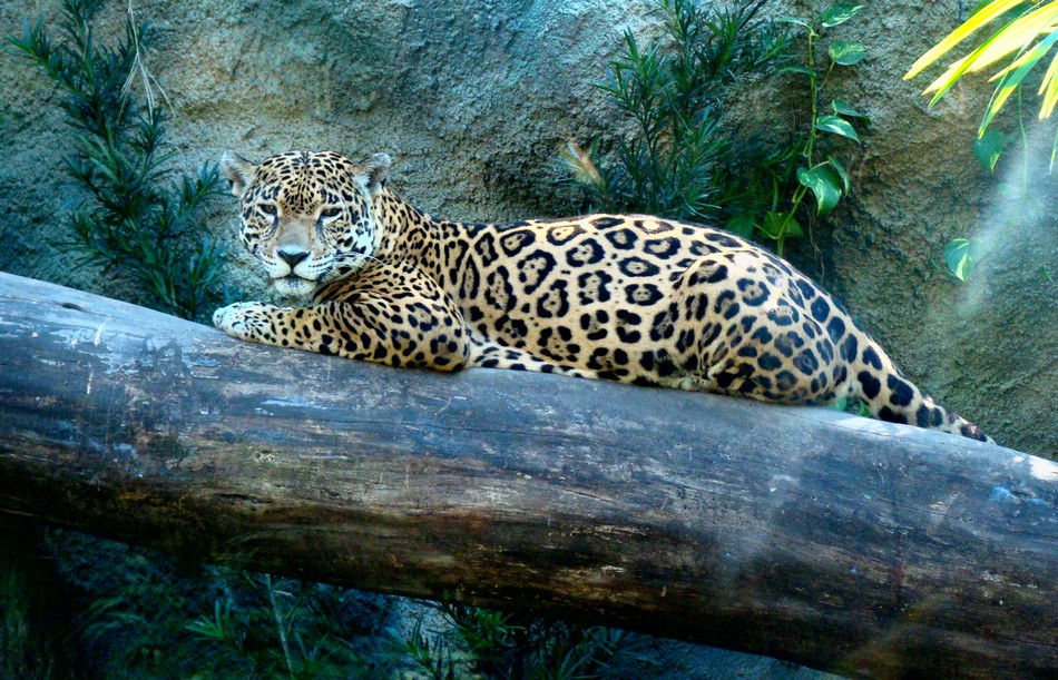 DSC03532ChetumalLatjaguar.JPG